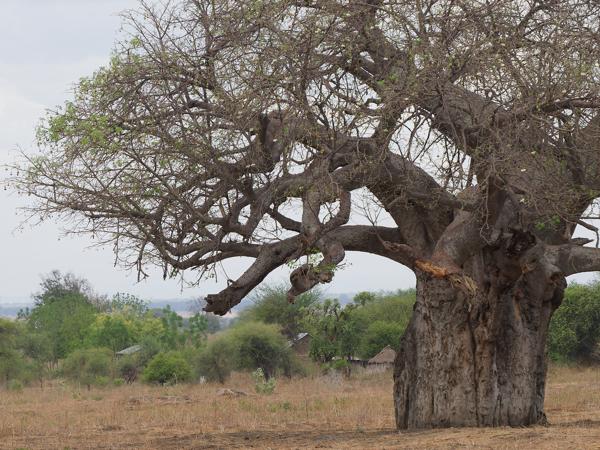 <h3><a href="/trips/tanzania/biota/plantae/tracheophyta/magnoliopsida/malvales/malvaceae/adansonia digitata/adansonia digitata-nl.html">Adansonia&nbsp;digitata</a> / Baobab / </h3>OM-1 Mark II met OLYMPUS M.150-400mm F4.5, 1/2000 sec  bij F4.5, ISO 500, afstand 134&nbsp;m